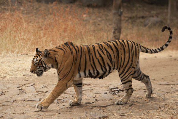 Machli (T-16) Tigress - Ranthamborre National Park Incredible Tigess