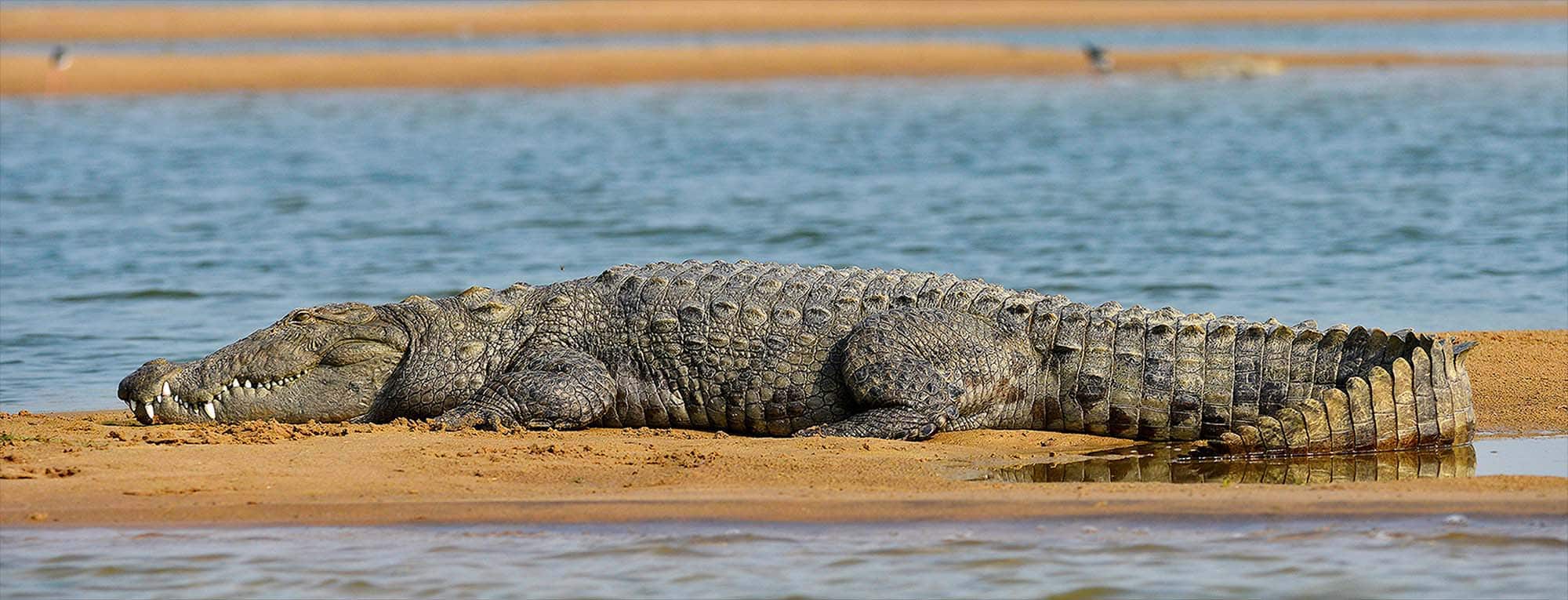 Palighat Chambal Safari