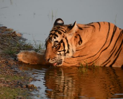 Sundari t-17